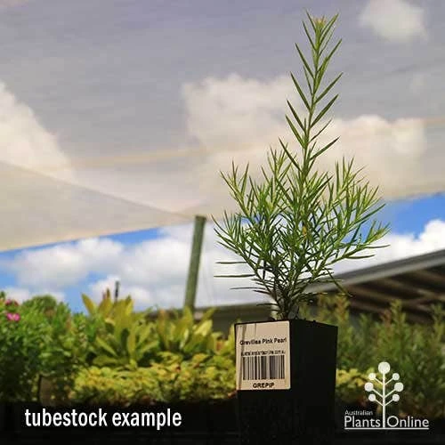 Grevillea Pink Pearl 10 Grevillea Pink Pearl - Image 8