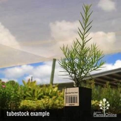 Grevillea Pink Pearl 24 Grevillea Pink Pearl -Plant Sale Store apo grevillea pink pearl tubestock