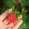 Grevillea Red Wings 2 Grevillea Red Wings -Plant Sale Store apo grevillea red wings flower size