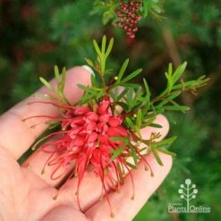 Grevillea Red Wings