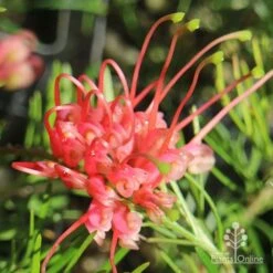 Grevillea Silk Carpet -Plant Sale Store apo grevillea silk carpet