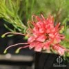Grevillea Silk Carpet -Plant Sale Store apo grevillea silk carpet flower
