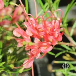 Grevillea Silk Carpet -Plant Sale Store apo grevillea silk carpet flower open