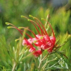 Grevillea Silk Carpet -Plant Sale Store apo grevillea silk carpet flower side