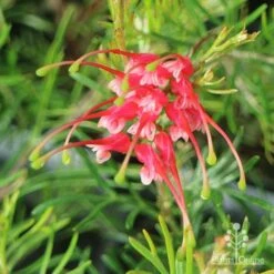 Grevillea Silk Carpet -Plant Sale Store apo grevillea silk carpet flower top