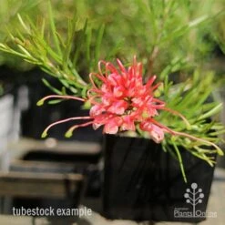 Grevillea Silk Carpet -Plant Sale Store apo grevillea silk carpet tubestock
