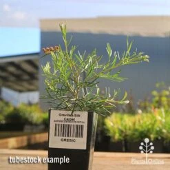 Grevillea Silk Carpet -Plant Sale Store apo grevillea silk carpet tubestock 1