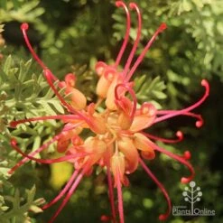 Grevillea Soopa Doopa 19 Grevillea Soopa Doopa -Plant Sale Store apo grevillea soopa doopa flower