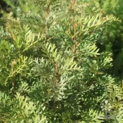 Grevillea Soopa Doopa 20 Grevillea Soopa Doopa -Plant Sale Store apo grevillea soopa doopa foliage2