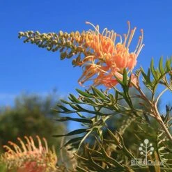 Grevillea Strawberry Pops 32 Grevillea Strawberry Pops -Plant Sale Store apo grevillea strawberry pops blue sky