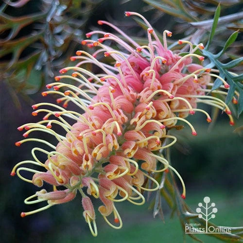 Grevillea Strawberry Pops 10 Grevillea Strawberry Pops - Image 8