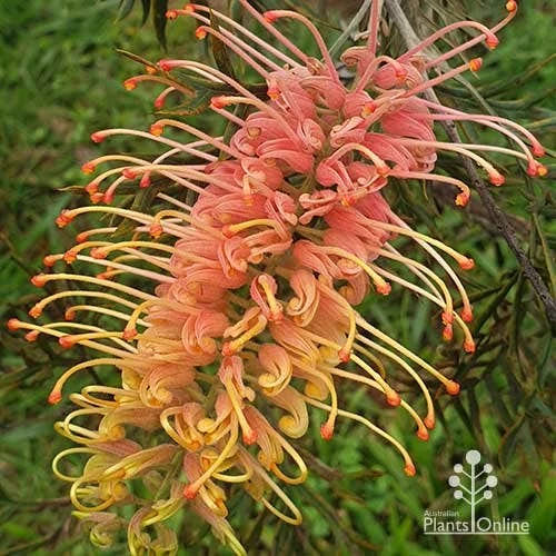 Grevillea Strawberry Pops 3 Grevillea Strawberry Pops