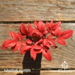 Nandina Gulf Stream 15 Nandina Gulf Stream -Plant Sale Store apo gulf stream winter colour tubestock