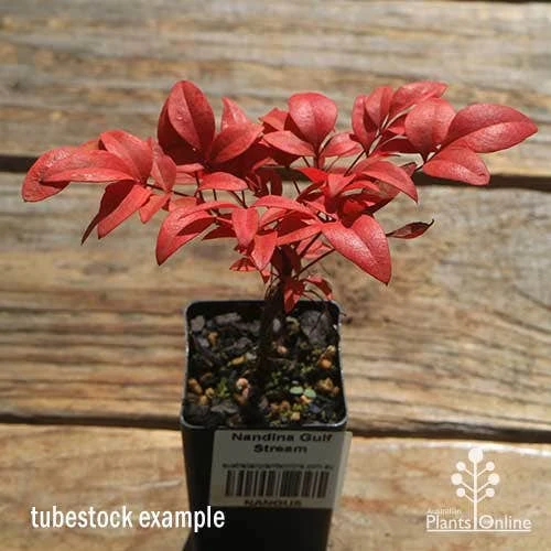 Nandina Gulf Stream 8 Nandina Gulf Stream - Image 6