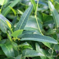 Hardenbergia Snow White - White Coral Pea -Plant Sale Store apo hardenbergia snow white foliage