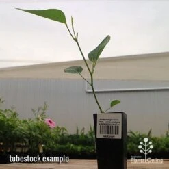 Hardenbergia Snow White - White Coral Pea -Plant Sale Store apo hardenbergia snow white tubestock