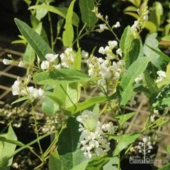Hardenbergia Snow White - White Coral Pea -Plant Sale Store apo hardenbergia white flowering tubestock