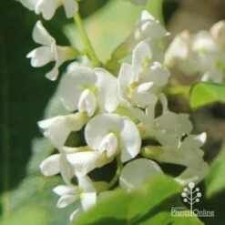 Hardenbergia Snow White - White Coral Pea -Plant Sale Store apo hardenbergia white flowers