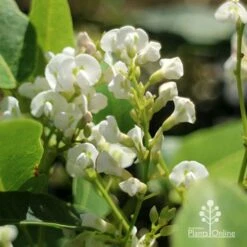 Hardenbergia Snow White - White Coral Pea -Plant Sale Store apo hardenbergia white flowers2