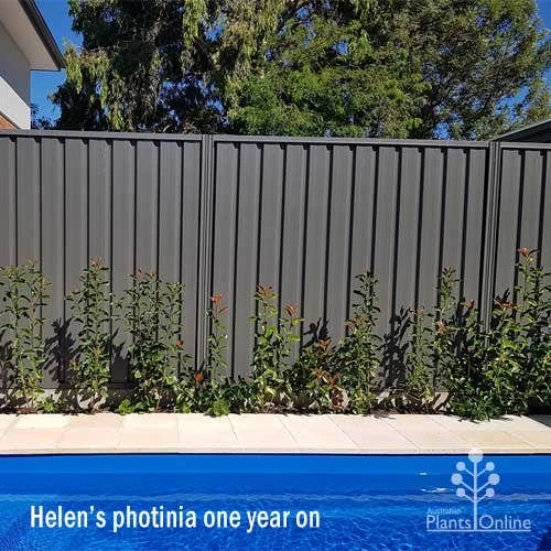 Photinia Thin Red 10 Photinia Thin Red - Image 8