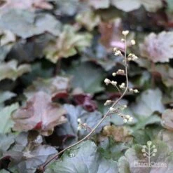 Heuchera Palace Purple - Coral Bells 18 Heuchera Palace Purple - Coral Bells -Plant Sale Store apo heuchera palace purple