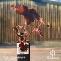 Heuchera Palace Purple - Coral Bells 16 Heuchera Palace Purple - Coral Bells -Plant Sale Store apo heuchera palace purple tubestock
