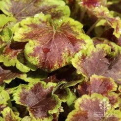 Heucherella Solar Eclipse - Foamy Bells 19 Heucherella Solar Eclipse - Foamy Bells -Plant Sale Store apo heuchera solar eclipse
