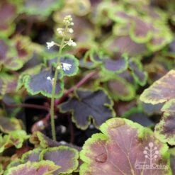 Heucherella Solar Eclipse - Foamy Bells 22 Heucherella Solar Eclipse - Foamy Bells -Plant Sale Store apo heuchera solar eclipse dark