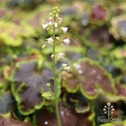 Heucherella Solar Eclipse - Foamy Bells 16 Heucherella Solar Eclipse - Foamy Bells -Plant Sale Store apo heuchera solar eclipse flowers 1