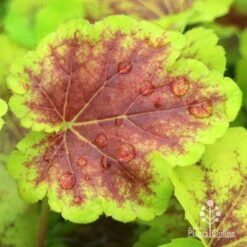 Heucherella Solar Eclipse - Foamy Bells 21 Heucherella Solar Eclipse - Foamy Bells -Plant Sale Store apo heuchera solar eclipse leaf