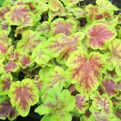 Heucherella Solar Eclipse - Foamy Bells 25 Heucherella Solar Eclipse - Foamy Bells -Plant Sale Store apo heuchera solar eclipse plants