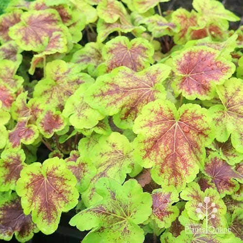 Heucherella Solar Eclipse - Foamy Bells 14 Heucherella Solar Eclipse - Foamy Bells - Image 12