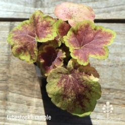 Heucherella Solar Eclipse - Foamy Bells 17 Heucherella Solar Eclipse - Foamy Bells -Plant Sale Store apo heuchera solar eclipse tubestock top winter