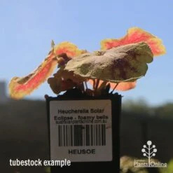 Heucherella Solar Eclipse - Foamy Bells 20 Heucherella Solar Eclipse - Foamy Bells -Plant Sale Store apo heuchera solar eclipse tubestock winter