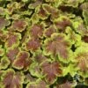 Heucherella Solar Eclipse - Foamy Bells 1 Heucherella Solar Eclipse - Foamy Bells -Plant Sale Store apo heuchera solar eclipse 1
