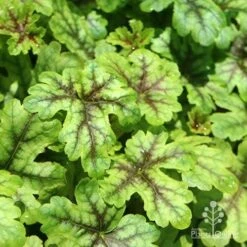 Heucherella Tapestry - Foamy Bells -Plant Sale Store apo heuchera tapestry