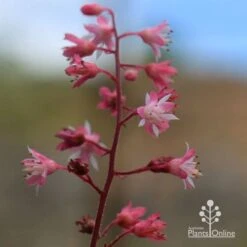 Heucherella Tapestry - Foamy Bells -Plant Sale Store apo heucherella tapestry flowers 2 1