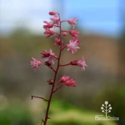 Heucherella Tapestry - Foamy Bells -Plant Sale Store apo heucherella tapestry flowers 3