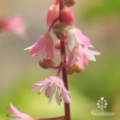 Heucherella Tapestry - Foamy Bells -Plant Sale Store apo heucherella tapestry flowers closeup 1