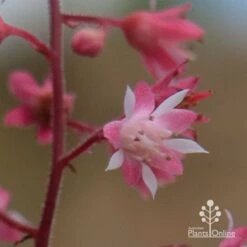 Heucherella Tapestry - Foamy Bells -Plant Sale Store apo heucherella tapestry flowers closeup2 1