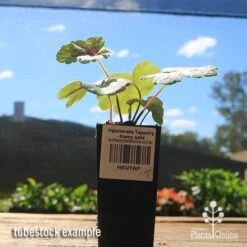 Heucherella Tapestry - Foamy Bells -Plant Sale Store apo heucherella tapestry tubestock