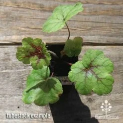 Heucherella Tapestry - Foamy Bells -Plant Sale Store apo heucherella tapestry tubestock top