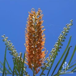 Grevillea Honey Gem -Plant Sale Store apo honey gem flower blue sky