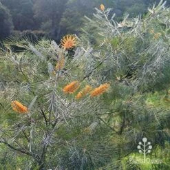 Grevillea Honey Gem -Plant Sale Store apo honey gem grevillea bushes silvery