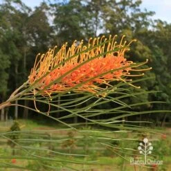Grevillea Honey Gem -Plant Sale Store apo honey gem grevillea flower crisp