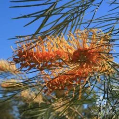 Grevillea Honey Gem -Plant Sale Store apo honey gem grevillea flower foliage winter