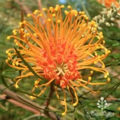Grevillea Honey Gem -Plant Sale Store apo honey gem grevillea flower full open