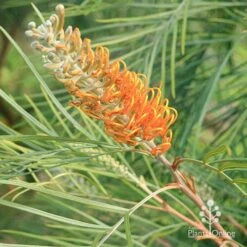 Grevillea Honey Gem -Plant Sale Store apo honey gem grevillea flowerbud