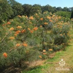 Grevillea Honey Gem -Plant Sale Store apo honey gem grevilleas in paddock