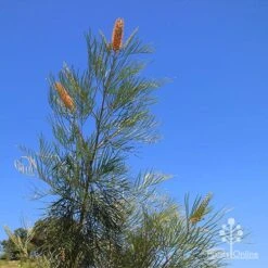 Grevillea Honey Gem -Plant Sale Store apo honey gem nursery blue sky